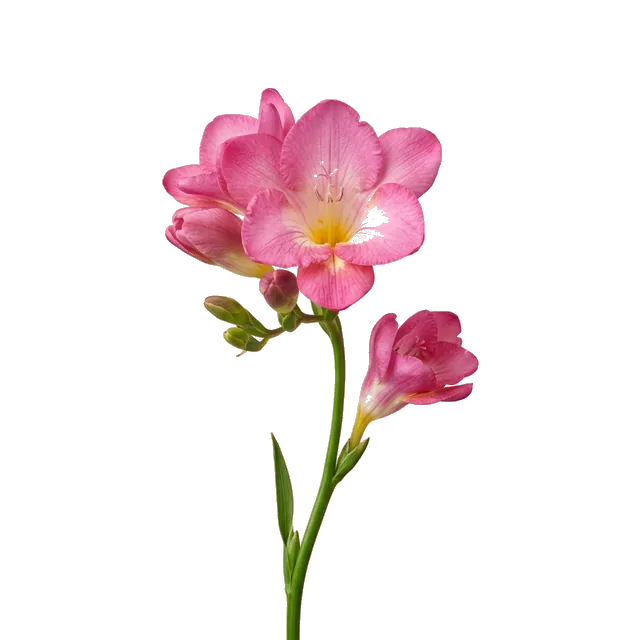 Нежный рассвет